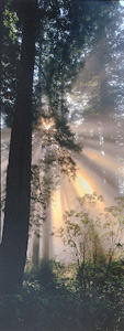 Del Norte Sunburst by Phyllis Thompson