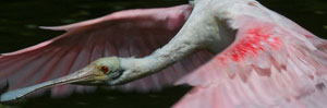 Roseated Spoonbill in Flight Close up by Ted Tatarzyn