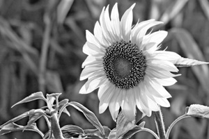 Joy by Solberg