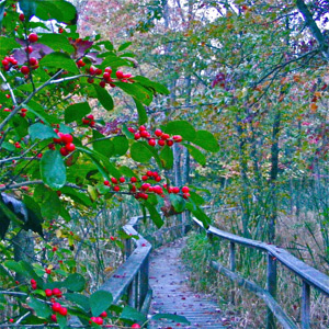 The Boardwalk as a Mood Ring #1 by Hank Shaw