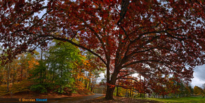 White Oak: Letchworth State Park