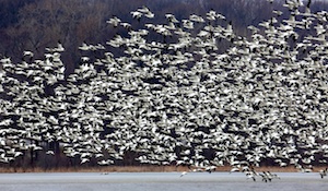 Snow Geese by Ron Weetman