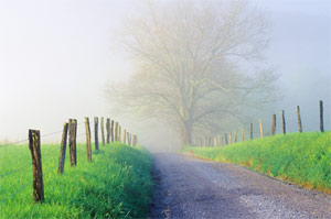 Up the Lane by Phyllis Thompson