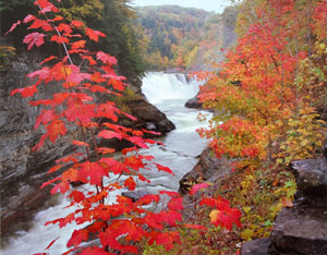 Autum at the Lower Falls by Gary Thompson