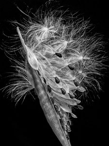 Asclepias tuberosa by Susan C. Larkin