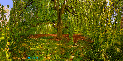 Beech - Linwood Garden by Sheridan Vincent