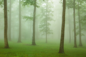 Fog at Crabtree Meadows by Gary Thompson