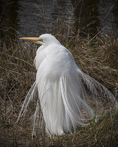 Great Egret by Carl Crumley