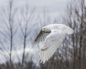 Mr. Snowy by Steve Ognibene