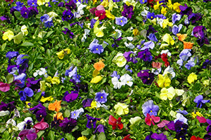 Pansies at Highland Park by Carl Crumley