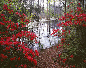 Cypress Swamp Window by Gary Thompson