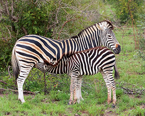 Zebras by Dick Bennett