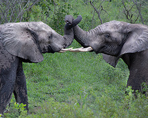 Elephants at Play by Dick Bennett