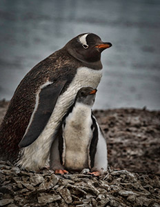 Mom and Chick by Michelle Turner