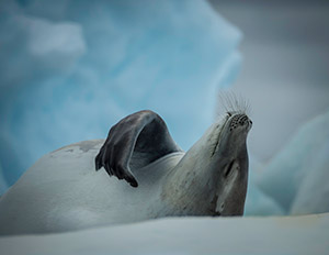 Seal Wiskers by Michelle Turner