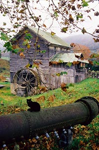 Black Cat at White's Mill by Phyllis Thompson