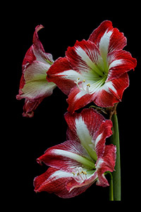 Amarylis Bouquet by Nancy Ridenour