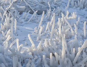 Icy Weeds by Carl Crumley