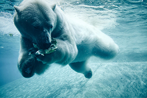 Lettuce Bear by Julia Biehler