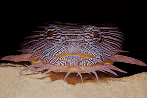 Toadfish by Chip Evra