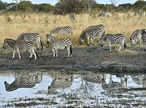 Zebra Water Hole by Joel Krenis