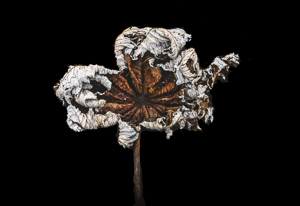 Desiccated by Steve Levinson