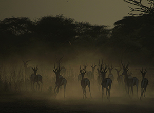 Fleeing into the Dust by Daniel Silver