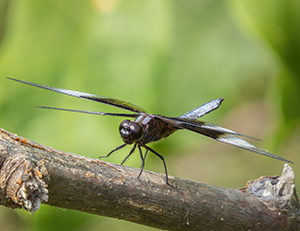 Cleared for Take-off by Carl Crumley