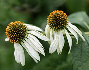 White Echinacea by Luann Pero