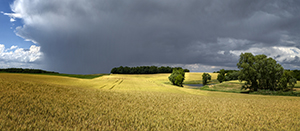 Winter Wheat by John Solberg