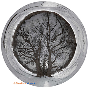 Katsura Dome Winter by Sheridan Vincent