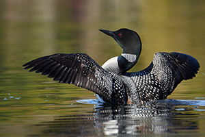 Loon on Display by Myrna Paige