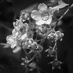 Wild Blackberries by John Solberg