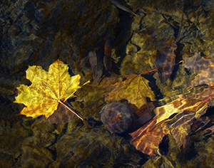 Underwater Still Life by Bonnie Gamache