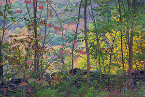 Tapestry in the Catskills by David Kotok