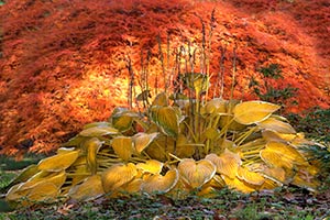 Hosta on Fire by David Kotok