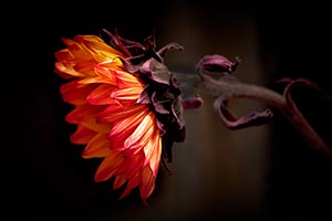 Harvest Time by Marie Costanza