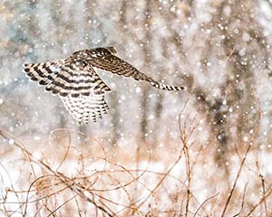 Cooper's Hawk by Clyde Comstock