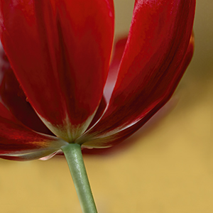 Red Tulip on Yellow by Luann Pero