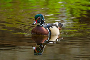 Spring Colors by Dick Thomas