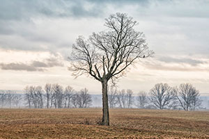 The Real Tree of Life by Dick Thomas