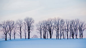 Sunset Sentinels by Rick Warner