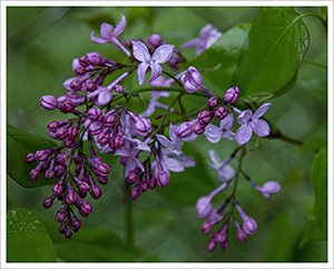 Lilac by Luann Pero