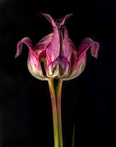 Reflecting-Duality-(Tulip)-by-Elena-Dilai