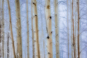 Winter Aspens by Dede Hartung