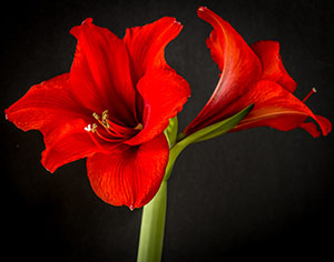 Proud-Amaryllis by Elena Dilai