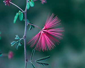 Fairy Duster by Lori Bonati