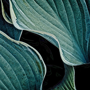 Hosta Sunshine by James Dolan