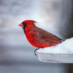 Playing in the Snow by Marie Costanza