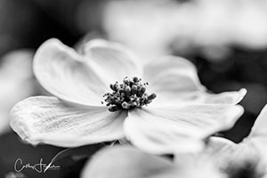 Dogwood Blossom by Cathy Fraser